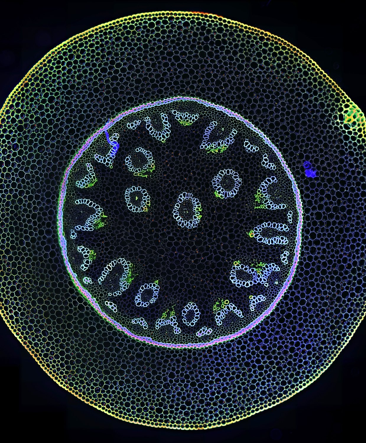 Microlaria Microscope Micrographia@Western
